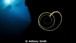 Coral by Anthony Smith 